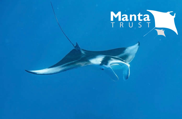 Manta Retreat in collaboration with Manta Trust in maldives
