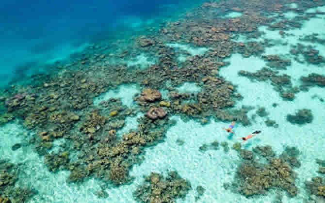 a beautiful corals