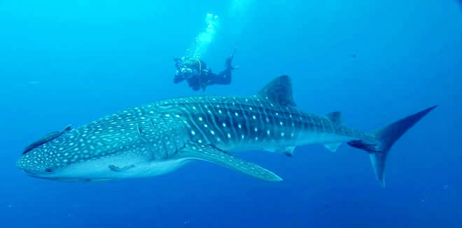 Maamigili whale shark snorkeling