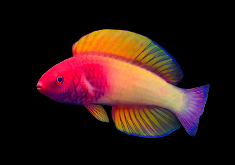 Cirrhilabrus Finifenmaa fish