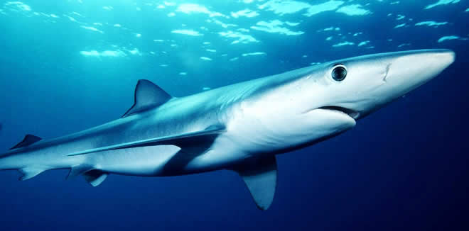 blue shark, maldives