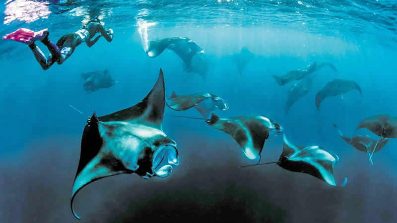 snorkeling with manta rays