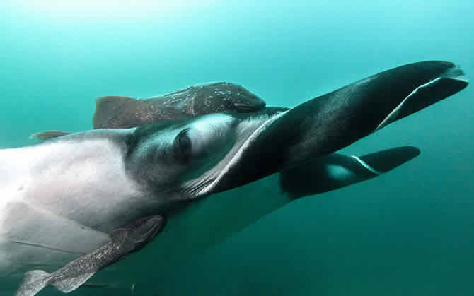 ocean manta ray