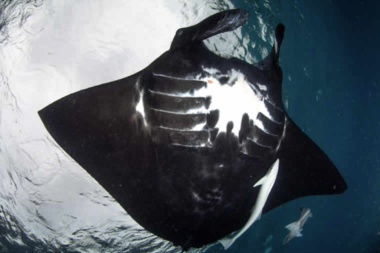 World's oldest manta ray 2022