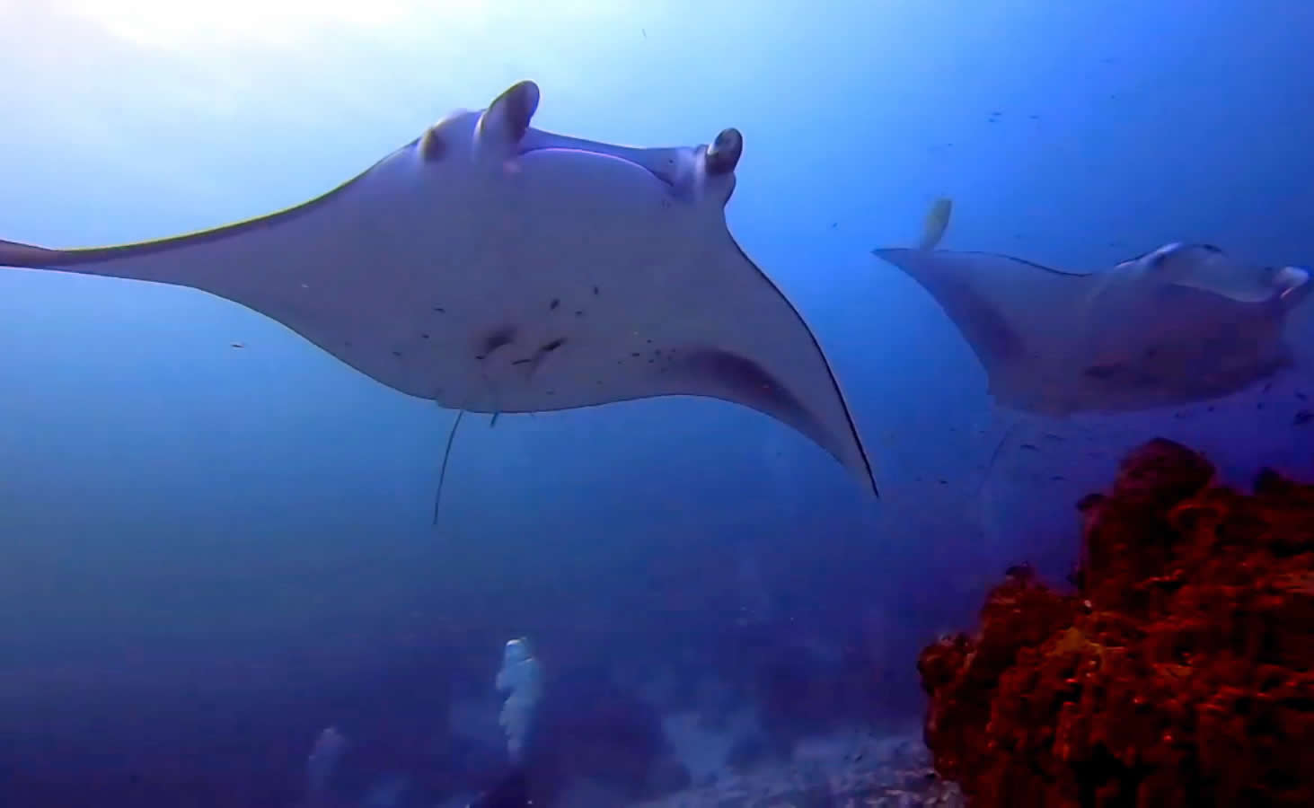 manta ray diving adduatoll