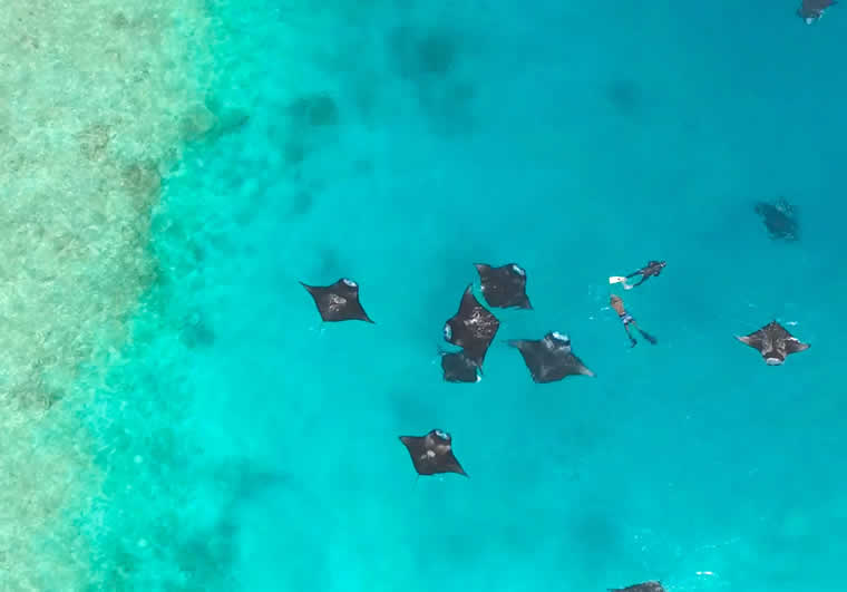 swimming with manta rays on Baa Atoll