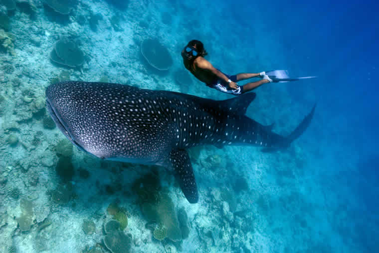 excursions that let you watch for whale sharks in maldives