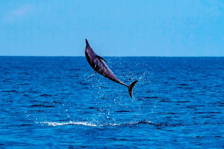maldives dolphin