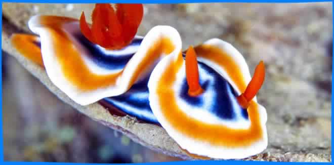 10 Facts about Nudibranchs