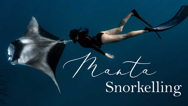 The Drawing Season of Mantas in Maldives 2024