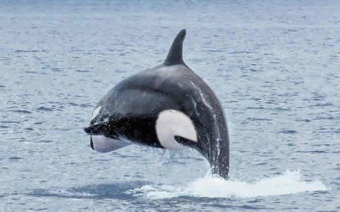 Orcas on the hunt