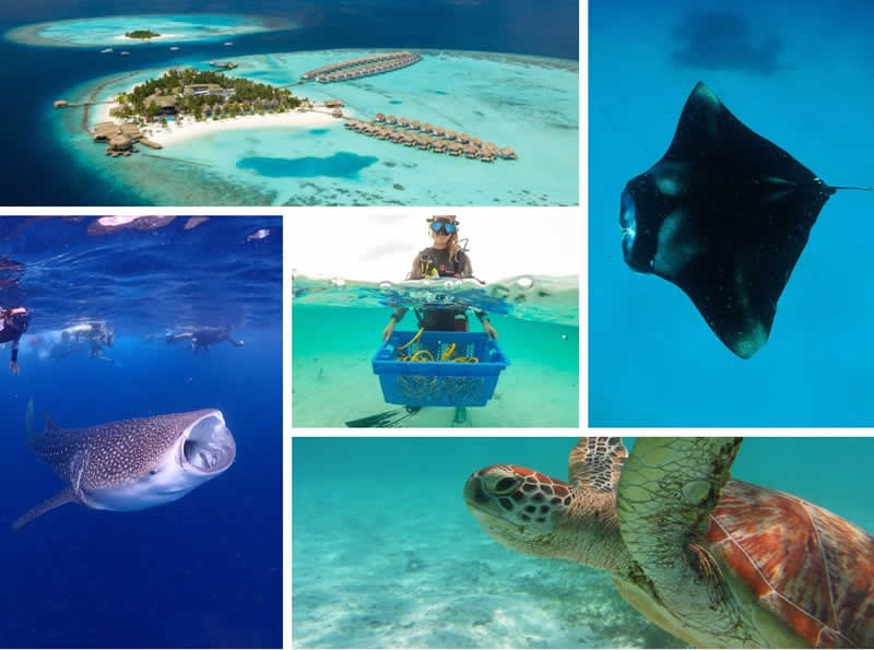 Eco-Friendly Resort in the Indian ocean