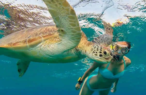 Snorkel with Turtles in Maldives