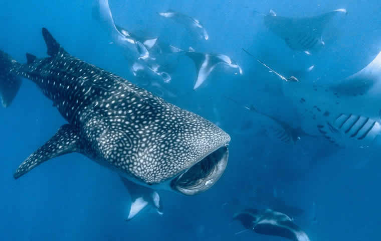 whale shark in hanifaru bay 2023, maldives