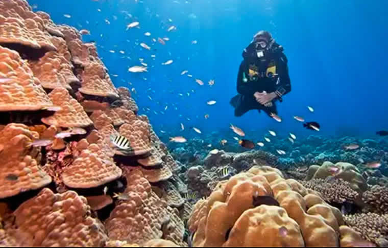 reef diving maldives