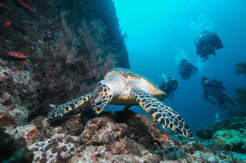 scuba inn for scuba divers, maldives