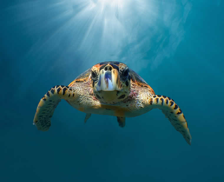 Turtle in deep blue