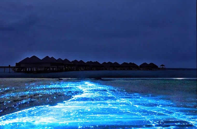 rare Bioluminescence Plankton season in maldives
