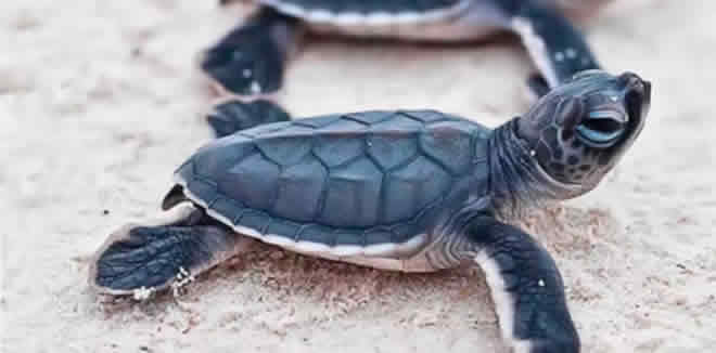 Help Save The Sea Turtles 