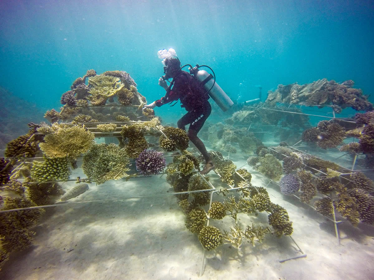 Sheraton Maldives Partners Up with local Authorities to Save Coral Reef