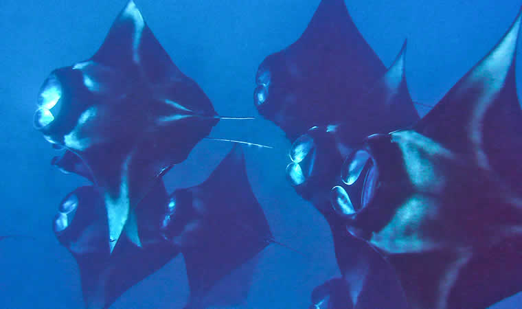 manta rays return to the renowned Hanifaru Bay