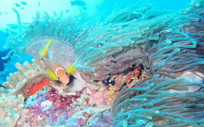 the nautilus maldives water activity