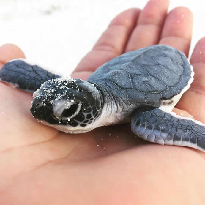 sea turtle baby