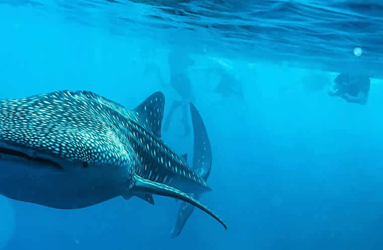 Whale Shark sighting at Vilamendhoo Island Resort maldives 2024