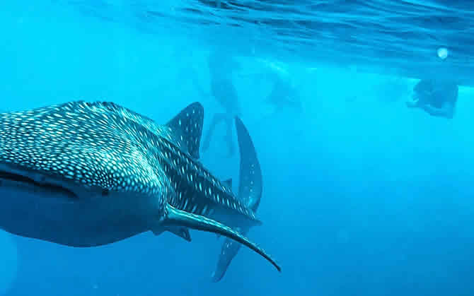 Whale Shark experience in Maldives 2024
