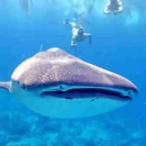 whale shark quest, maldives