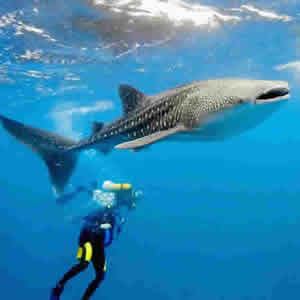 Best Luxury resort ito swim with mantas and whale sharks n Maldives