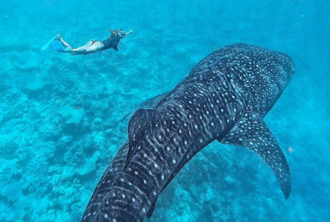 Amaya Resorts & Spa Kuda Rah, swim with whale shark