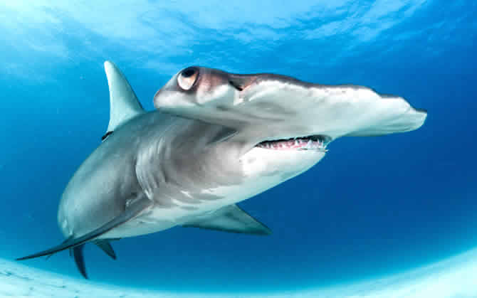 Hammerhead Shark in maldives