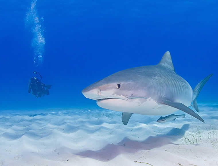 Dive With Tiger Shark