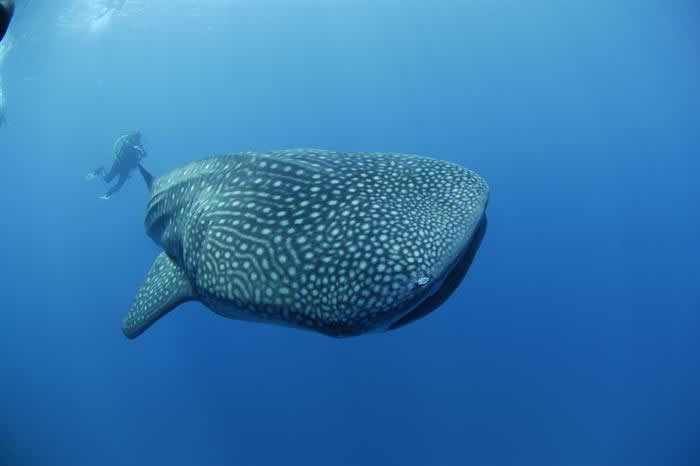Excellent chances of coming face to face with a whale shark in South Ari Atoll, Maldives. Image by Carpe Novo