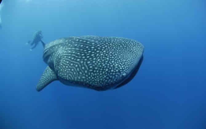 Places for Swimming & Diving with Whale Sharks